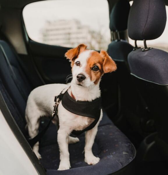 Špinaté auto od domácích mazlíčků