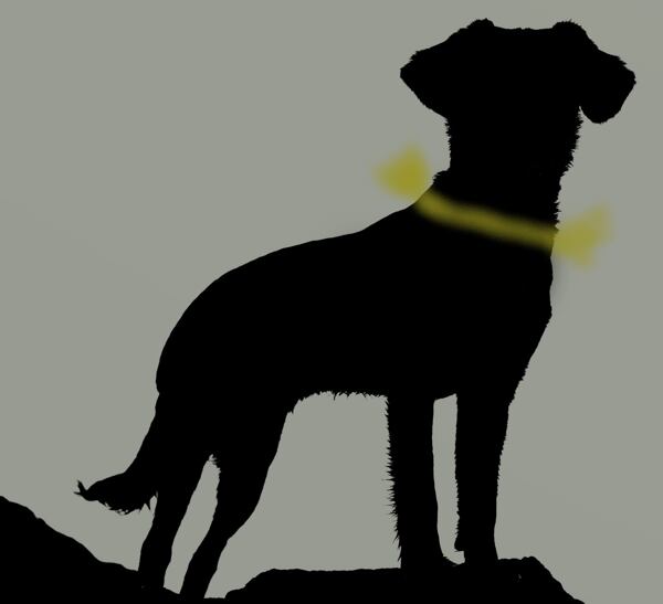 Psí oblečky aneb udržte pejska v teple